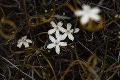 Orianthera tortuosa