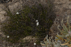 Orianthera tortuosa