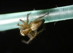 Oxyopes