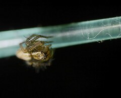 Oxyopes