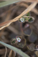 Veronica hederifolia-sublobata-triloba