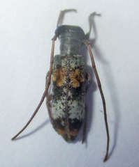 Eunidia subtergrisea