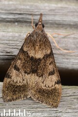 Uresiphita
