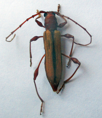 Cordylomera karschi