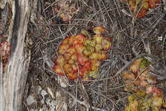 Drosera zonaria