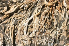 Galeolaria caespitosa