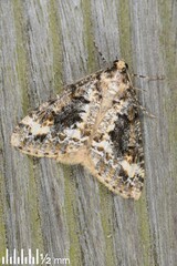 Pseudocoremia leucelaea