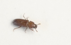 Tribolium castaneum