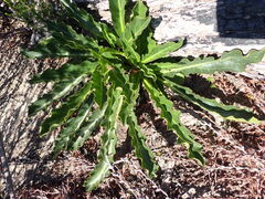 Lichtensteinia trifida