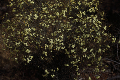 Phebalium filifolium