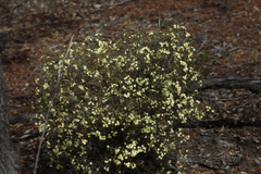 Phebalium filifolium