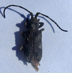 Ecyroschema favosum