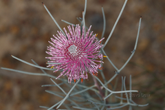 Isopogon dubius