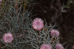 Isopogon dubius