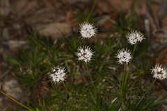 Borya sphaerocephala