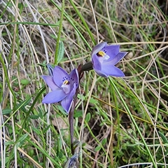 Thelymitra simulata