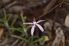 Caladenia hirta rosea