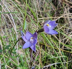 Thelymitra simulata