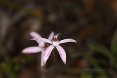 Caladenia hirta rosea