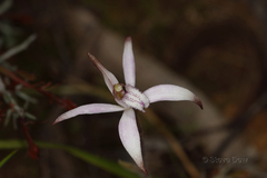 Caladenia hirta rosea