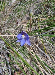 Thelymitra simulata