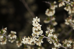 Cryptandra tomentosa