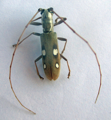 Olenecamptus olenus