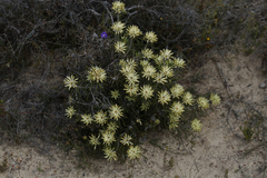 Petrophile