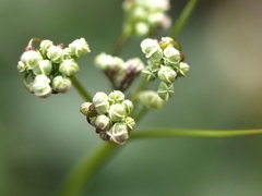 Apiales