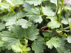 Apiales