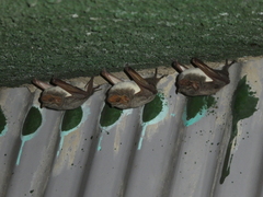 Taphozous mauritianus