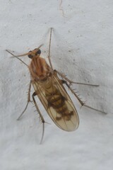 Anomalomyia guttata