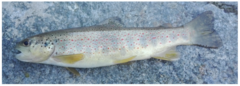 Salmo trutta fario