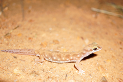 Diplodactylidae