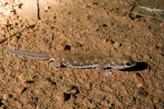 Diplodactylidae
