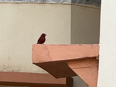 Lagonosticta senegala