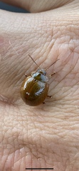 Dicranosterna semipunctata