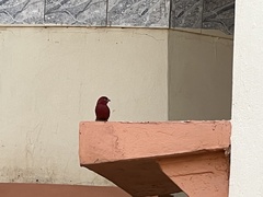 Lagonosticta senegala