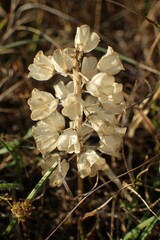 Muscari