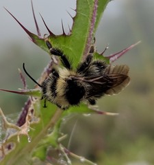 Bombus flavidus flavidus