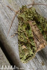 Ichneutica plena