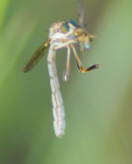Leptogaster