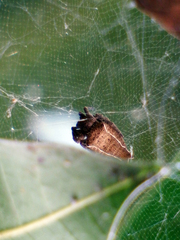 Cyrtophora exanthematica