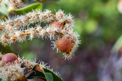 Dryocosmus castanopsidis
