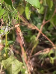 Lestes concinnus