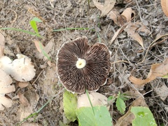 Candolleomyces candolleanus
