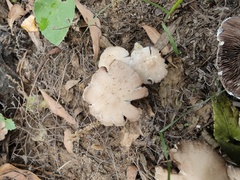 Candolleomyces candolleanus