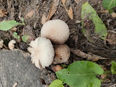 Candolleomyces candolleanus