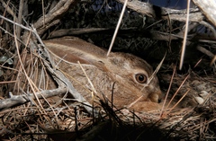 Lepus capensis