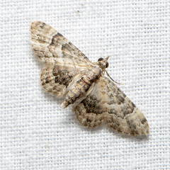 Gymnoscelis lophopus